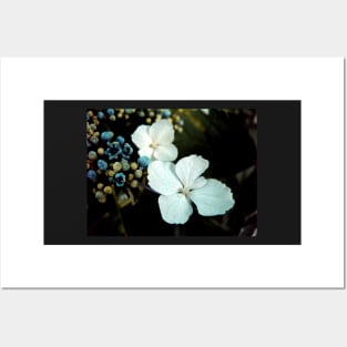 White Hydrangea Posters and Art